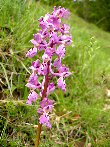 Orchis colemanii - variazioni cromatiche